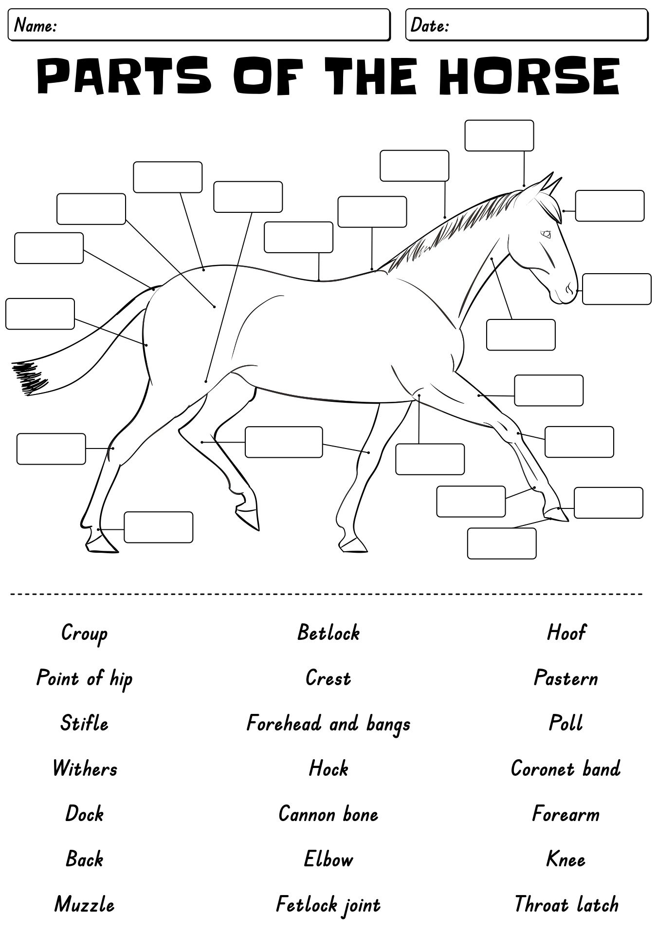 13 Points Of The Horse Worksheet - Free Pdf At Worksheeto with Printable Parts Of The Horse Worksheet