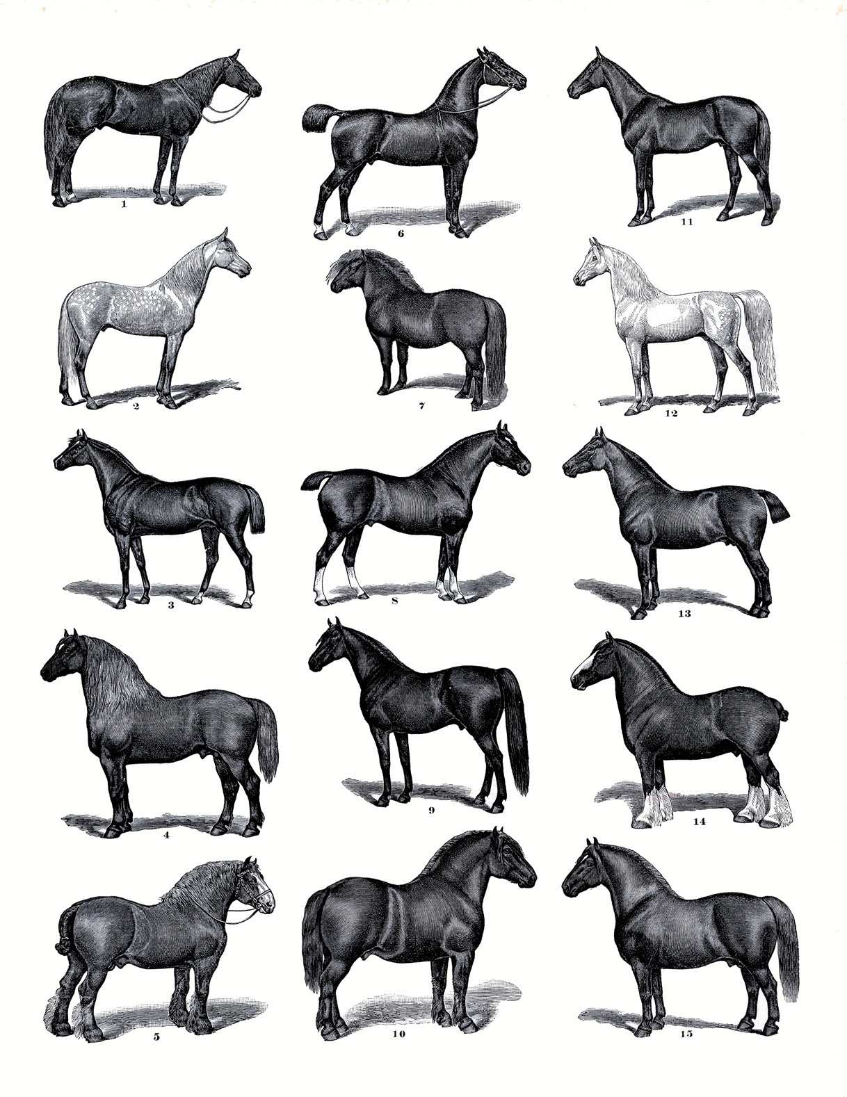 19 Horse Clip Art: Horses Clipart! - The Graphics Fairy in Free Printable Pictures of Horses