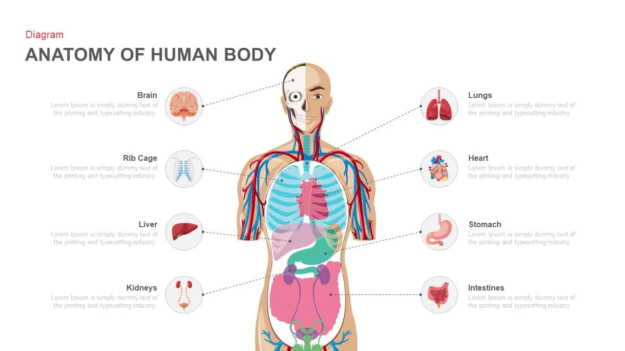 Anatomy Of The Human Body Diagram Template For Powerpoint & Google Slides within Printable Diagram of the Human Body