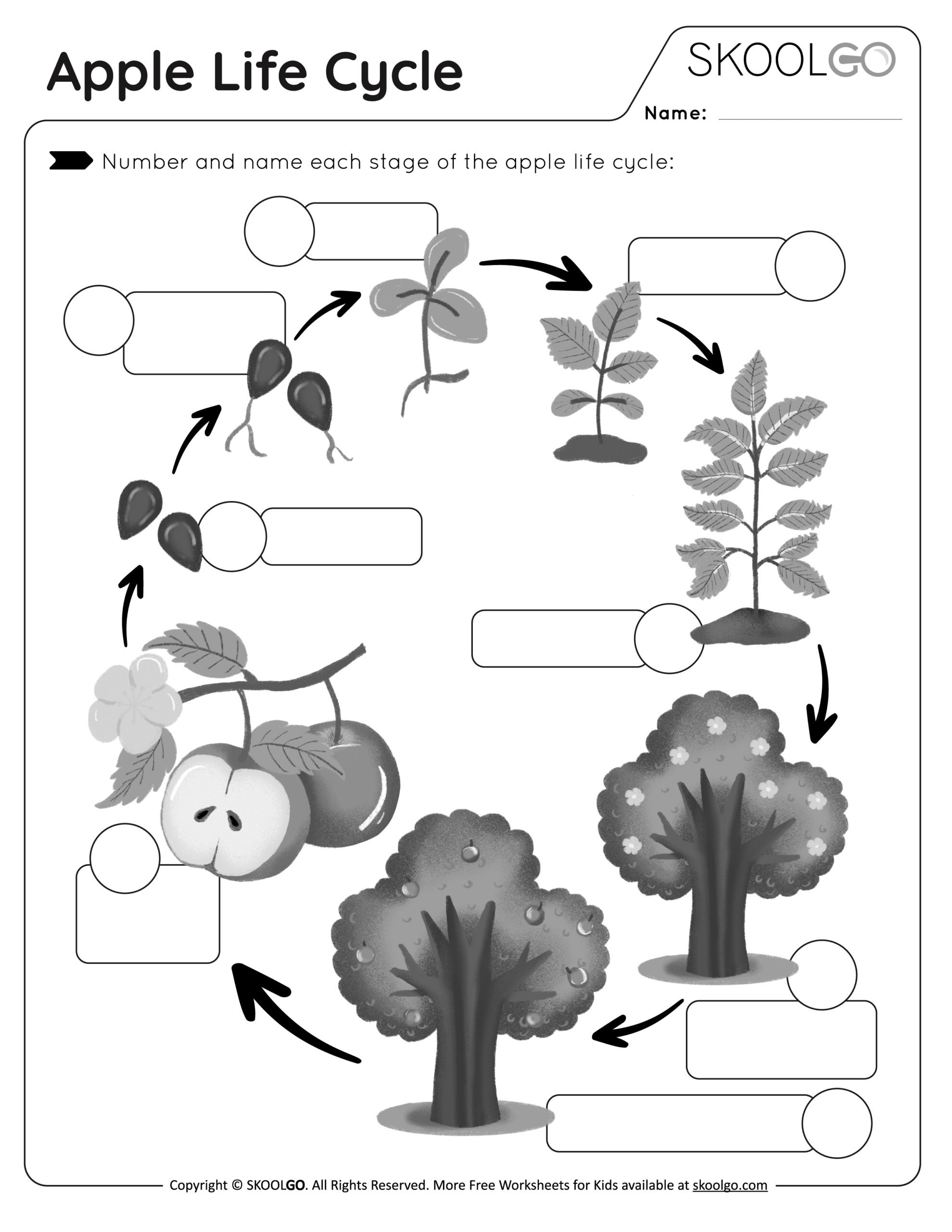Apple Life Cycle - Free Worksheet - Skoolgo for Apple Tree Life Cycle Printable