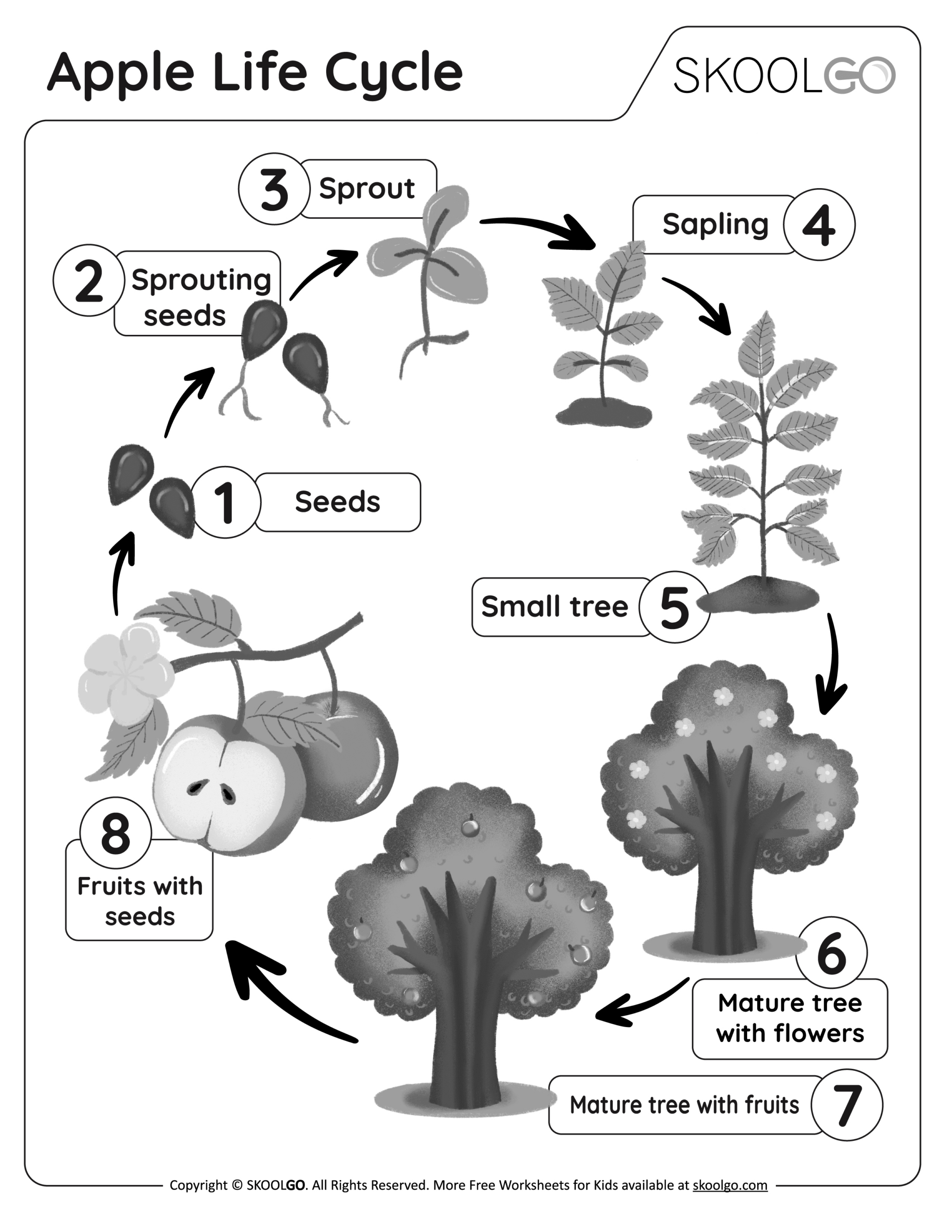 Apple Life Cycle - Free Worksheet - Skoolgo with Apple Tree Life Cycle Printable