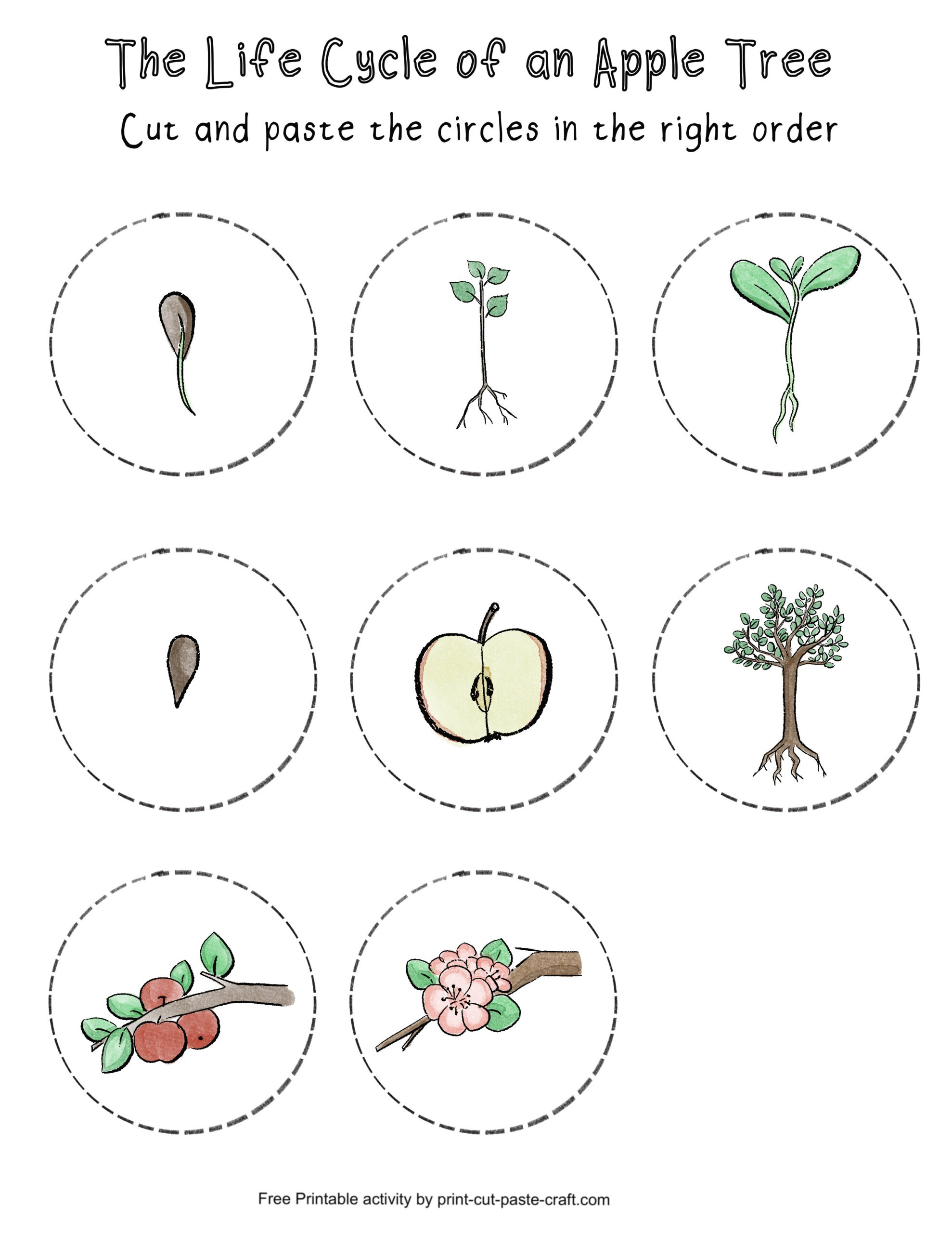 Apple Tree Life Cycle Free Printable Learning Activity | Print pertaining to Apple Tree Life Cycle Printable
