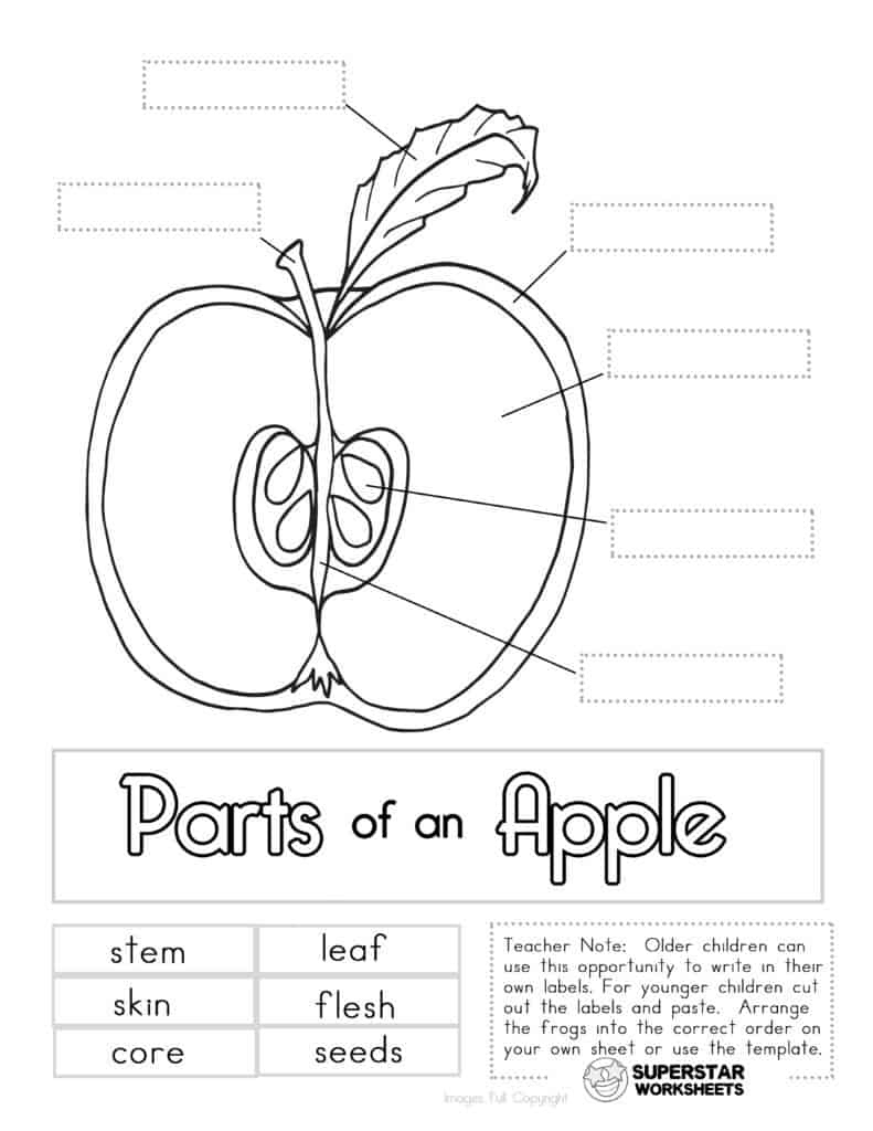 Apple Worksheets - Superstar Worksheets with Parts Of An Apple Printable