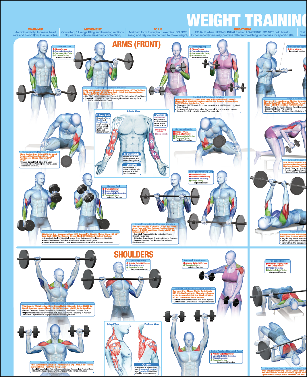 Chart Full Body Weight Bench Workout Printable Weight Bench inside Printable Weight Bench Exercise Chart