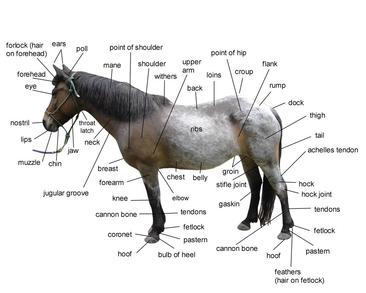 Diagram Of Horse Body Parts - Worksheets Library inside Printable Parts Of A Horse