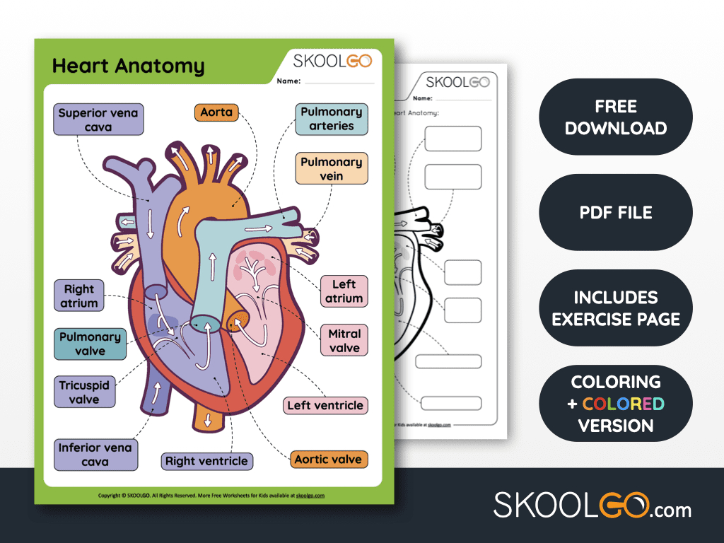 Free Anatomy Printable Worksheets - Skoolgo pertaining to Free Printable Anatomy Worksheets