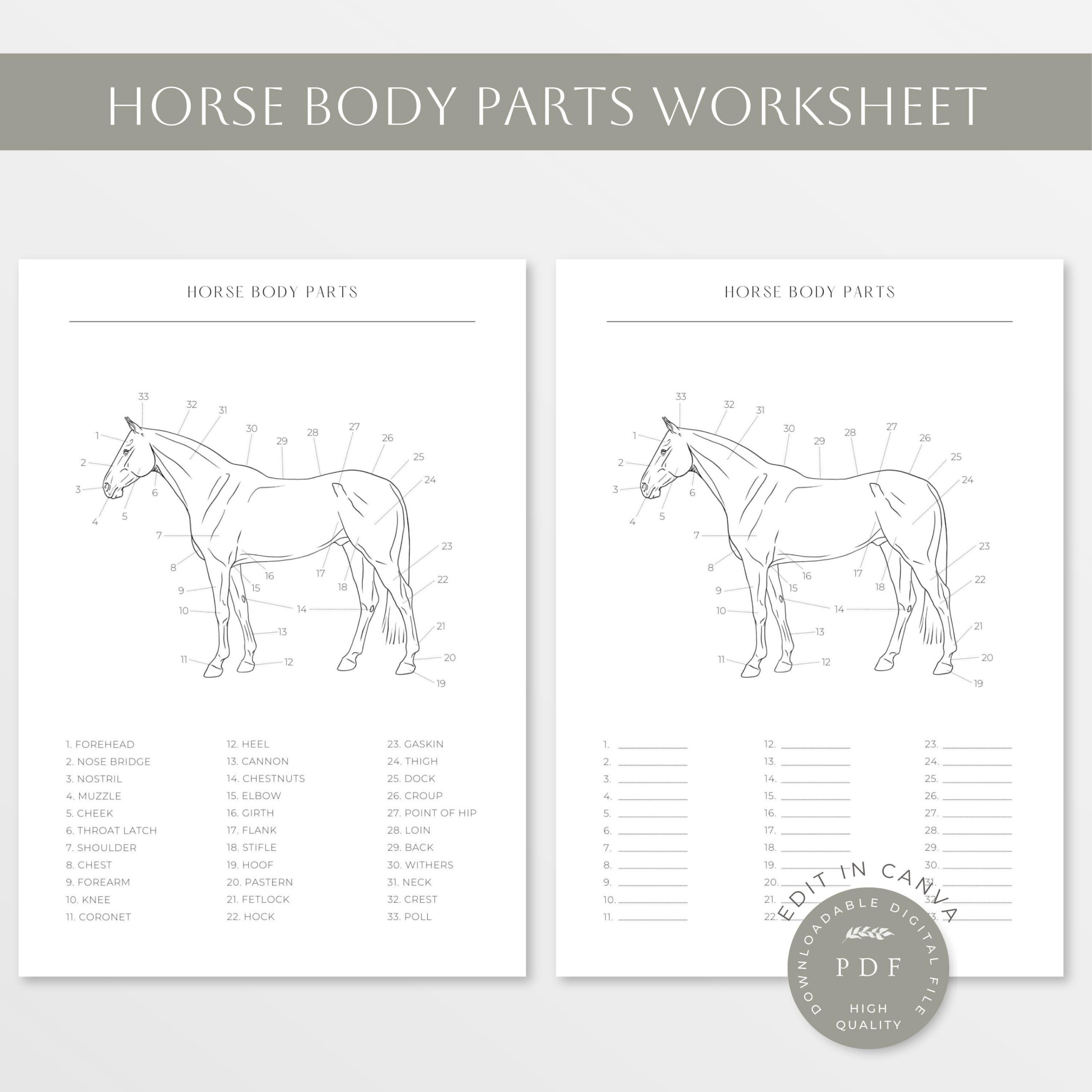 Horse Body Parts | Horse Anatomy | Equine Worksheet | Horse Body in Printable Parts of the Horse Worksheet