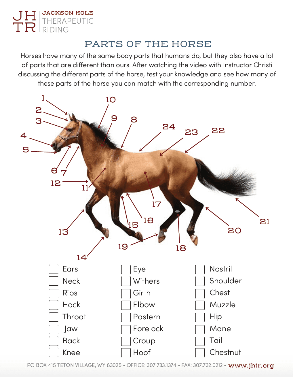 Horse Body Parts - Jackson Hole Therapeutic Riding - Worksheets within Printable Parts of the Horse Worksheet
