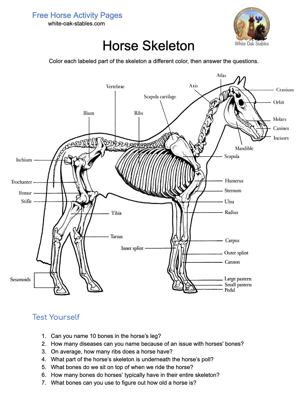 Horse Skeleton Activity Pages – White Oak Stables with regard to Printable Parts of a Horse