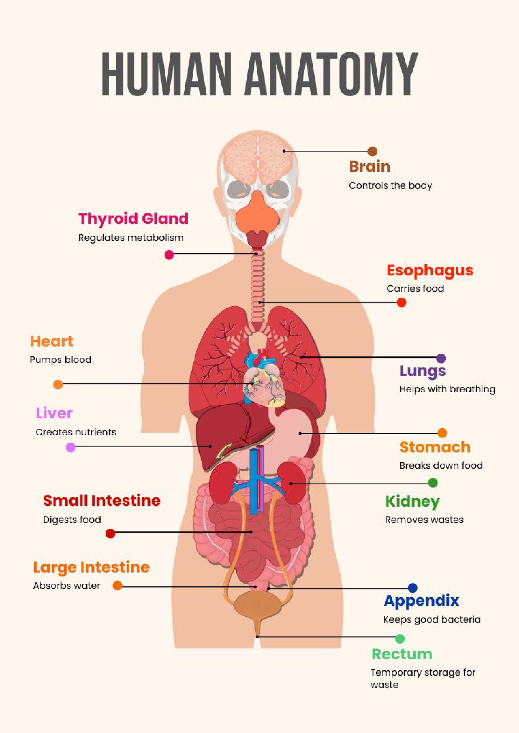 Human Anatomy Chart In Illustrator, Pdf - Download | Template with regard to Printable Diagram Of The Human Body
