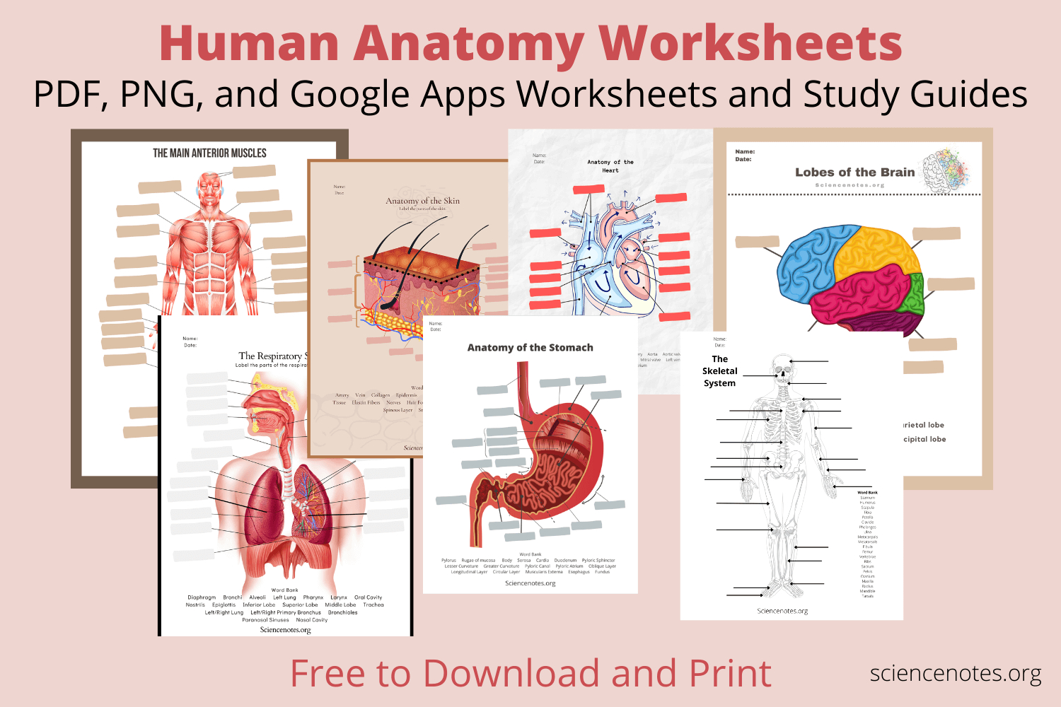 Human Anatomy Worksheets And Study Guides - Worksheets Library for Free Printable Anatomy Worksheets