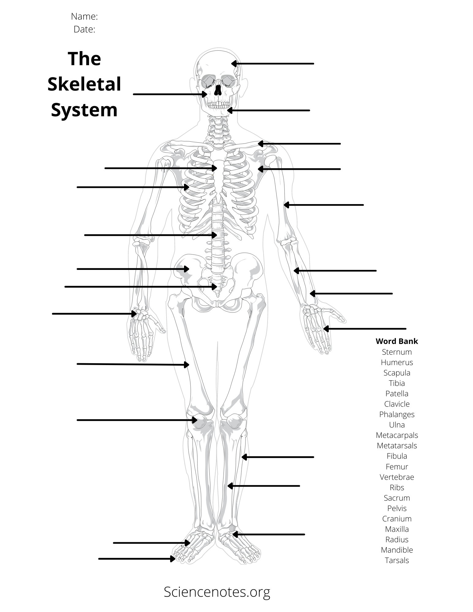 Human Anatomy Worksheets And Study Guides - Worksheets Library inside Free Printable Anatomy Worksheets