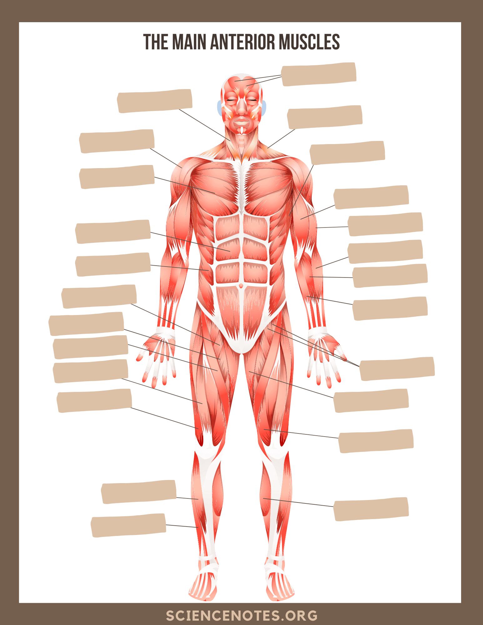 Human Anatomy Worksheets And Study Guides - Worksheets Library regarding Free Printable Anatomy Worksheets