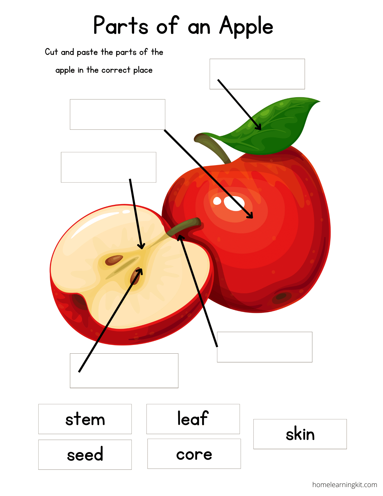 Parts Of An Apple - Free Printable - Home Learning Kit within Parts of an Apple Printable
