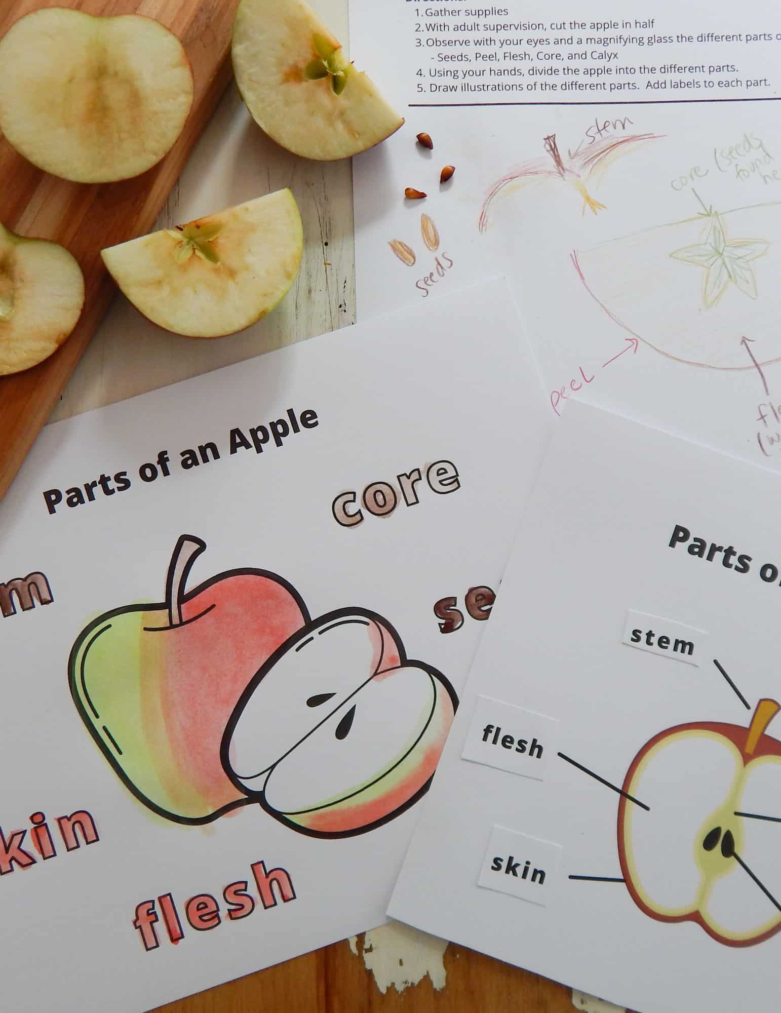 Parts Of An Apple With Free Printables intended for Parts Of An Apple Printable