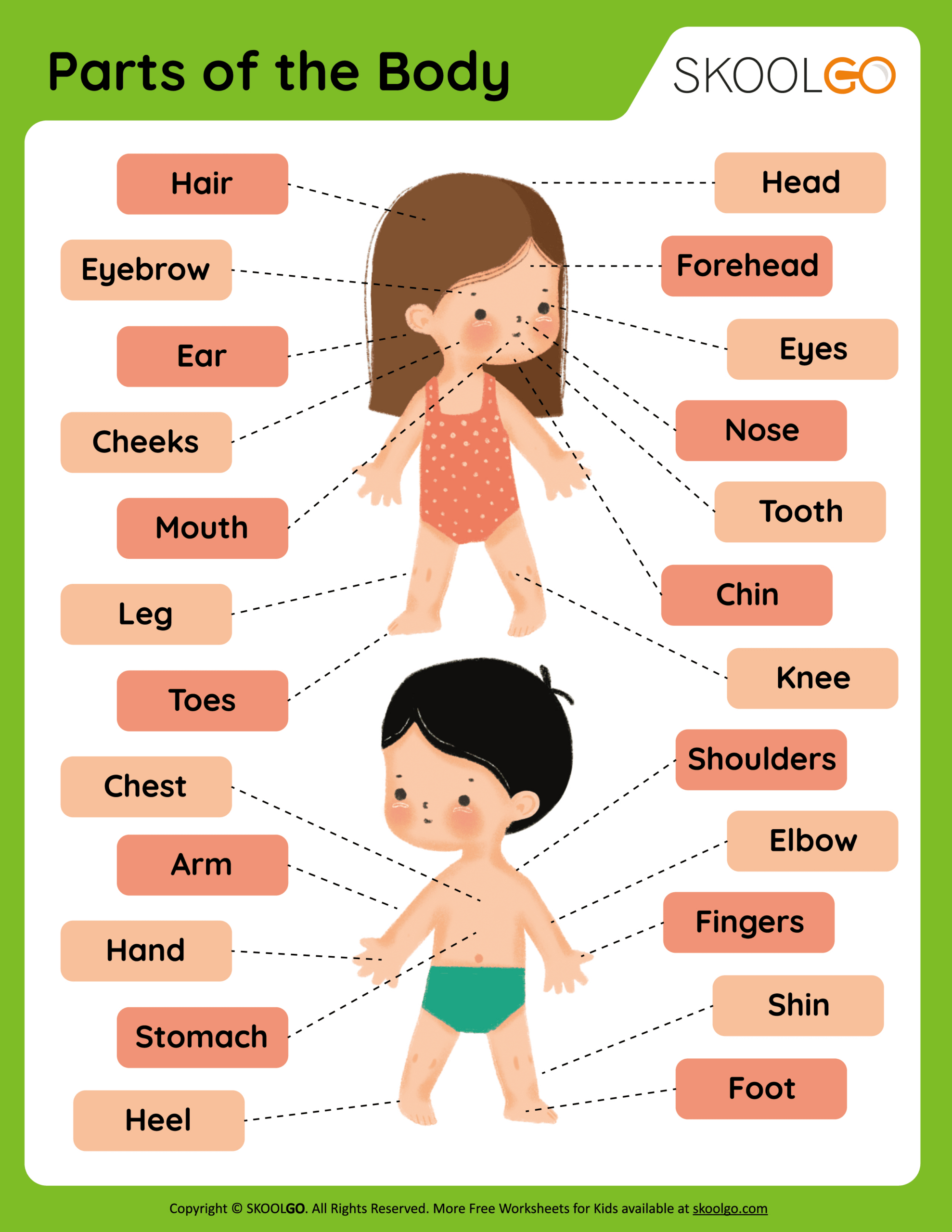 Parts Of The Body - Free Worksheet - Skoolgo pertaining to Printable Parts of the Body