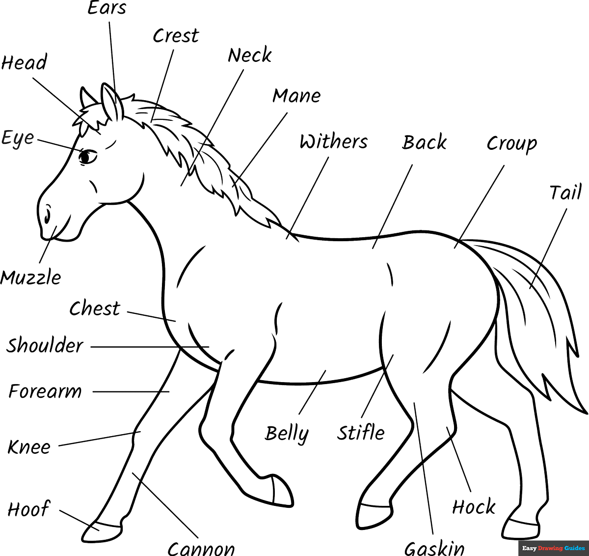 Parts Of The Horse For Kids Coloring Page | Easy Drawing Guides within Printable Parts Of A Horse
