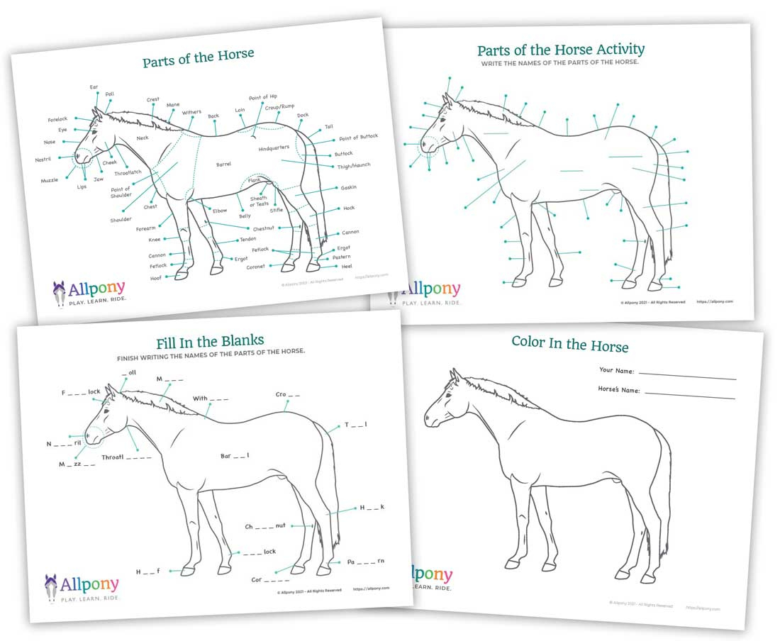 Parts Of The Horse Worksheet Downloadable Activity Pdf - Allpony inside Printable Parts Of A Horse