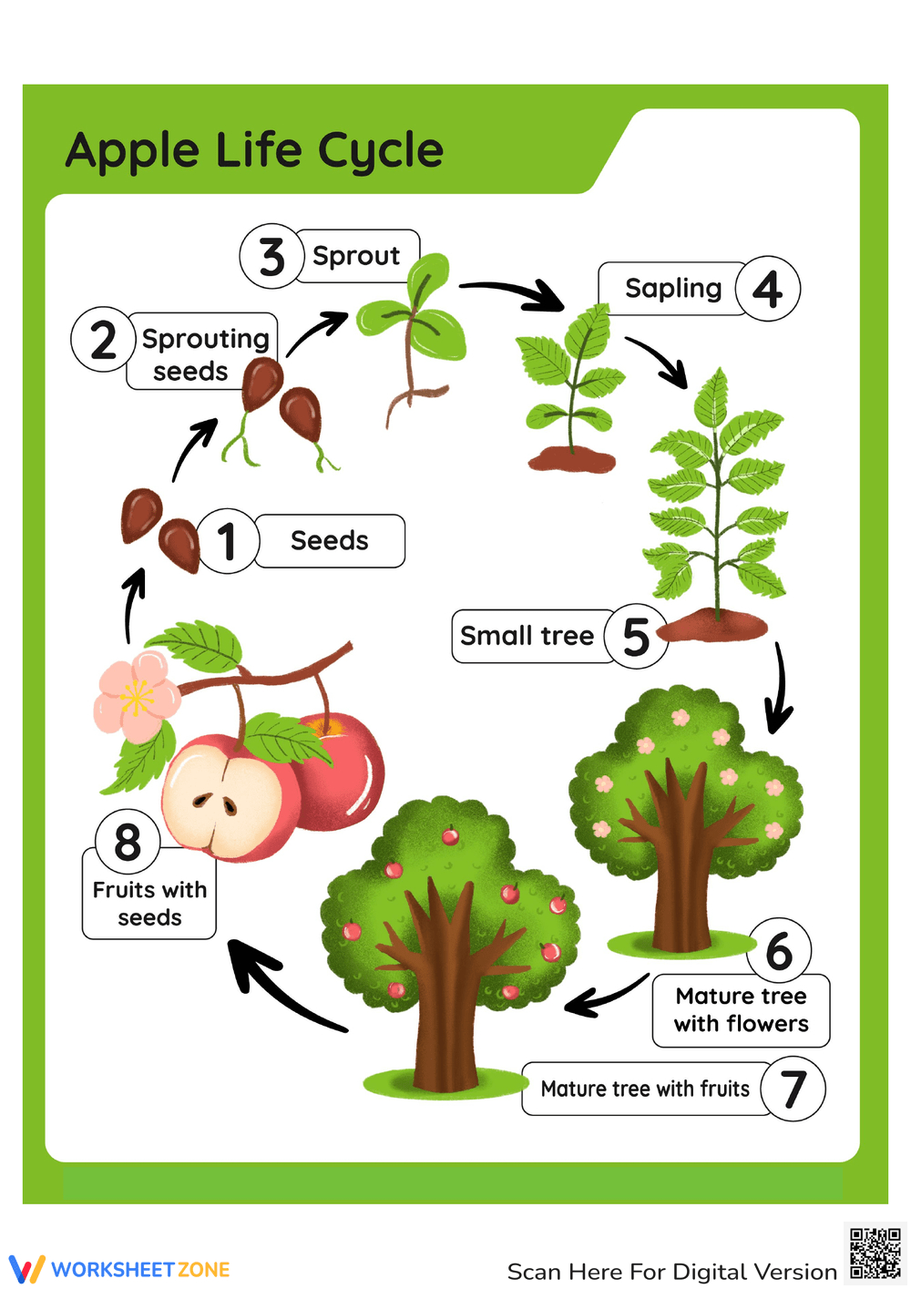 Printable Apple Life Cycle Worksheets inside Apple Tree Life Cycle Printable