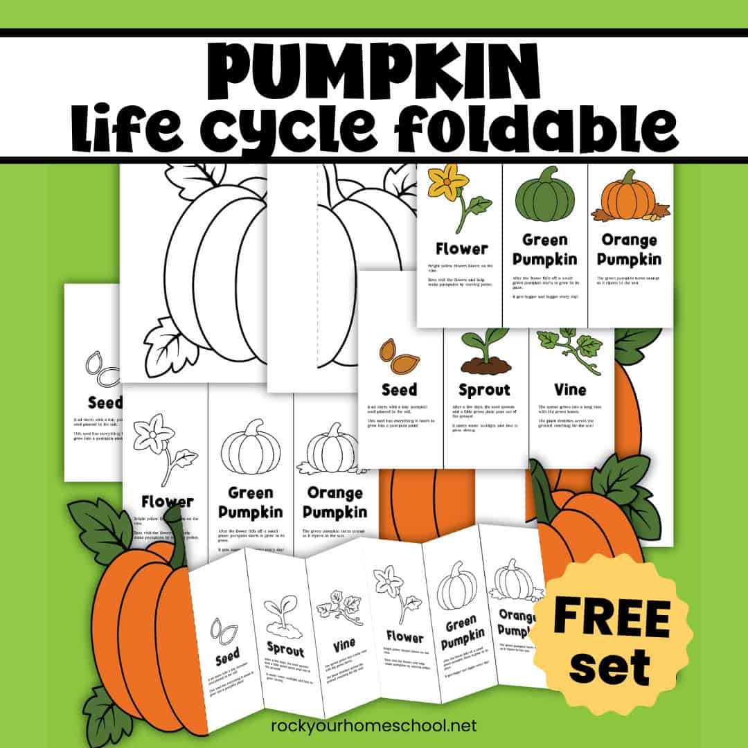 Pumpkin Life Cycle Activity For A Fun Science Foldable (Free for Free Printable Life Cycle Of A Pumpkin