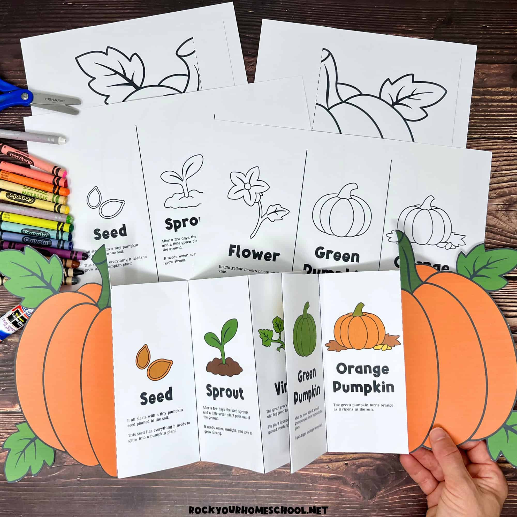 Pumpkin Life Cycle Activity For A Fun Science Foldable (Free for Free Printable Life Cycle of a Pumpkin
