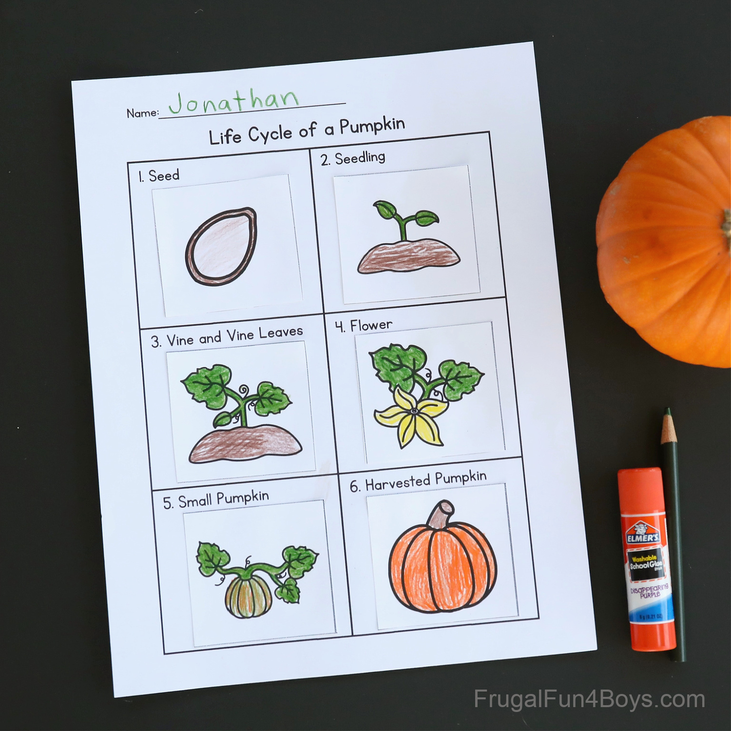 Pumpkin Life Cycle Activity {Printable} - Frugal Fun For Boys And with Free Printable Life Cycle Of A Pumpkin