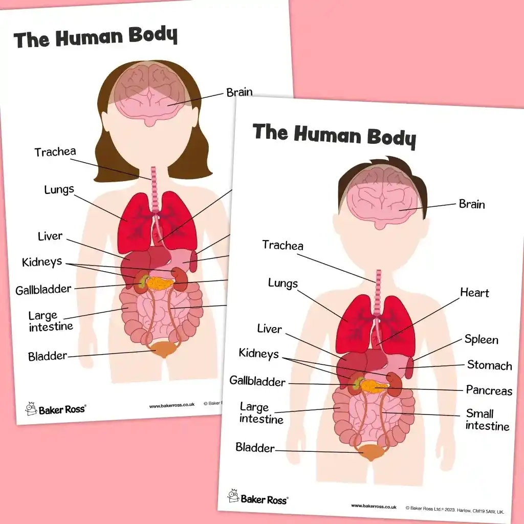 The Human Body Organs Diagram Craft Activity Guide | Baker Ross with Printable Diagram of the Human Body